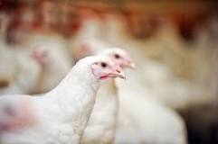 Insects-as-a-tool-against-fowl-typhoid-disease.jpg
